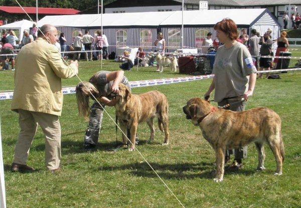 Chanel Zaark Mastibe: VG 2  & Chica Zaark Mastibe: VG 1 - Young Class Females, National Show Mlada Boleslav 20.07.2008
(Arak z Kraje Sokolu x Amiga Zazi Bis Mastibe)

Photo sent by Lenka Erbenova - © Copyright 

Keywords: 2008 mastibe