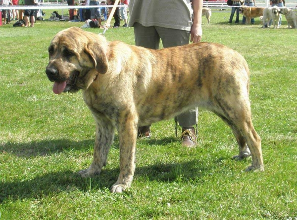 Chica Zaark Mastibe: VG 1 - Young Class Females, National Show Mlada Boleslav 20.07.2008
(Arak z Kraje Sokolu x Amiga Zazi Bis Mastibe)

Photo sent by Lenka Erbenova - © Copyright 

Keywords: 2008 mastibe