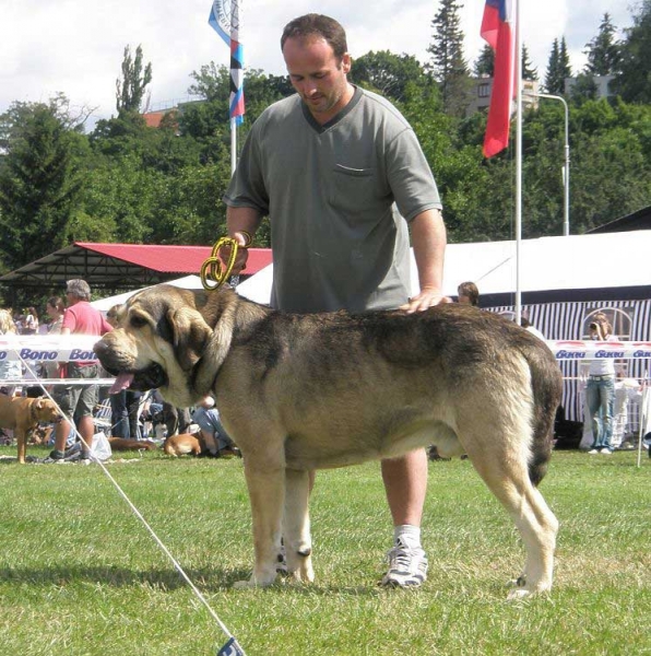 Freon z Kraje Sokolu: EXC 1, CAC, National Winner - Open Class Males, National Show Mlada Boleslav 20.07.2008
(Sultan x Aylen z Kraje Sokolu)

Photo sent by Lenka Erbenova - © Copyright 

Keywords: 2008 sokol