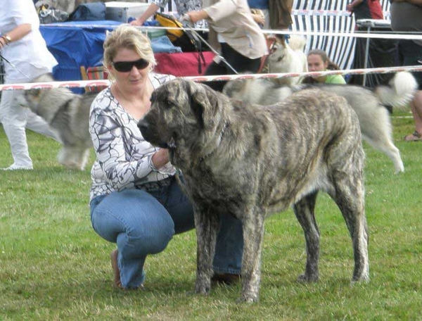 Holly Mastibe: VG 2 - Open Class Females, National Show Mlada Boleslav 20.07.2008 
(Druso de la Aljabara x Connie Mastibe)

Photo sent by Lenka Erbenova - © Copyright 

Keywords: 2008 mastibe