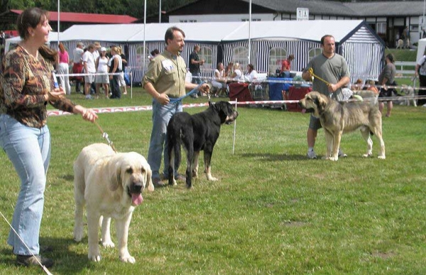 Lois Tornado Erben: EXC 1, CAC, National Winner, BOB (Intermediate Class Females), Rodo de Valdejera: EXC 1, CAJC (Young Class Males) & Freon z Kraje Sokolu: EXC 1, CAC, National Winner (Open Class Males) - National Show Mlada Boleslav 20.07.2008
Lois: (Basil Mastifland x Florita Maja Tornado Erben)
Rodo: (Nistos de Valdejera x Vita de Valdejera)
Freon: (Sultan x Aylen z Kraje Sokolu)

Photo sent by Lenka Erbenova - © Copyright 

Keywords: 2008