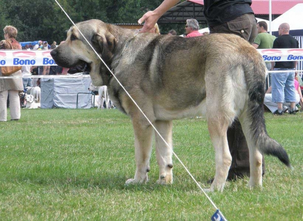 Luis Tornado Erben: EXC 1, CAC - Intermediate Class Males, National Show Mlada Boleslav 20.07.2008
(Basil Mastifland x Florita Maja Tornado Erben)

Photo sent by Lenka Erbenova - © Copyright 

Keywords: 2008 tornado