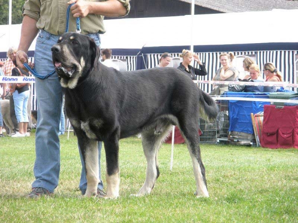 Rodo de Valdejera: EXC 1, CAJC - Young Class Males, National Show Mlada Boleslav 20.07.2008
(Nistos de Valdejera x Vita de Valdejera)

Photo sent by Lenka Erbenova - © Copyright 

Keywords: 2008