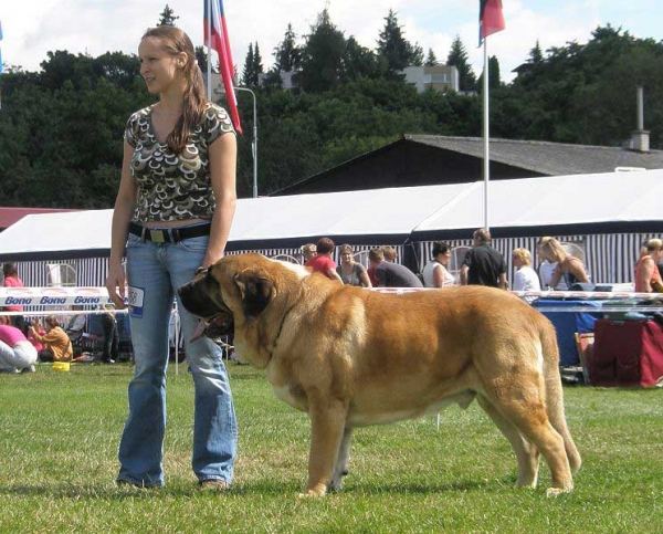 Amigo Zeus Bis Mastibe: EXC 1 - Winner Class Males, National Show Mlada Boleslav 20.07.2008
(Enamorado Ernesto Mastibe x Feya Mastibe)

Photo sent by Lenka Erbenova - © Copyright 

Keywords: 2008 mastibe