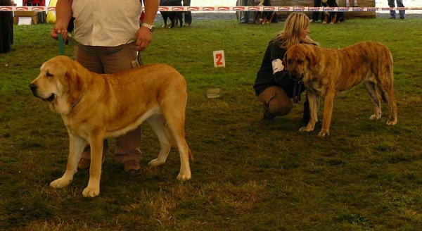 Abonni Con Fundo: Exc.1, CAC & Chanel Zaark Mastibe: Exc.2, res.CAC - Open Class Females, National Show, Mlada Boleslav 19.07.2009
Abonni Con Fundo (Basil Mastifland x Historia Tornado Erben)
Chanel Zaark Mastibe (Arak z Kraje Sokolu x Amiga Zazi Bis Mastibe)
Keywords: 2009