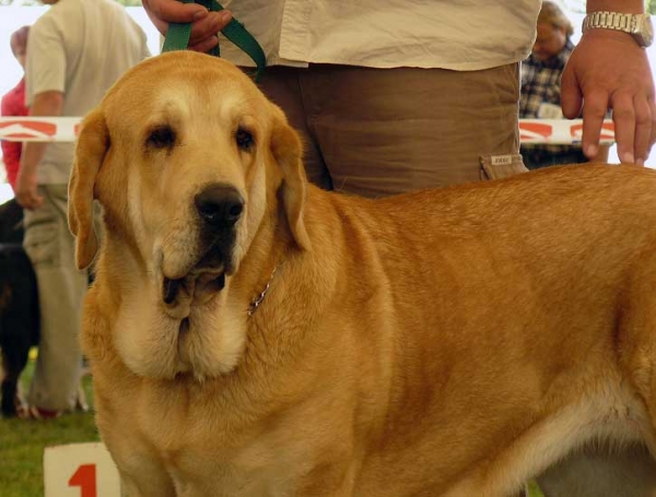 Abonni Con Fundo: Exc.1, CAC - Open Class Females, National Show, Mlada Boleslav 19.07.2009
(Basil Mastifland x Historia Tornado Erben)
Keywords: 2009 confundo