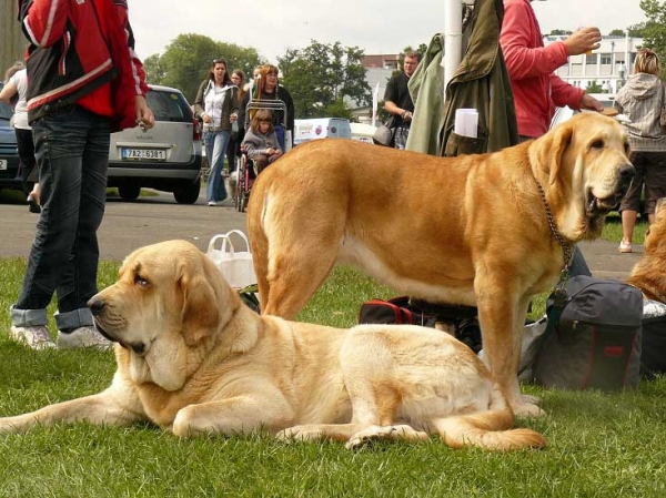 Amie Con Fundo: Exc.1, CAC, NATIONAL WINNER (Intermediate Class Females) & Abonni Con Fundo: Exc.1, CAC (Open Class Females) - National Show, Mlada Boleslav 19.07.2009
Amie Con Fundo (Basil Mastifland x Historia Tornado Erben)
Abonni Con Fundo (Basil Mastifland x Historia Tornado Erben)
Keywords: 2009 confundo