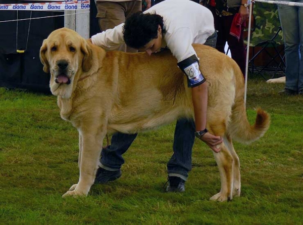 Amie Con Fundo: Exc.1, CAC, NATIONAL WINNER (Intermediate Class Females) -  National Show, Mlada Boleslav 19.07.2009
(Basil Mastifland x Historia Tornado Erben)
Keywords: 2009 confundo