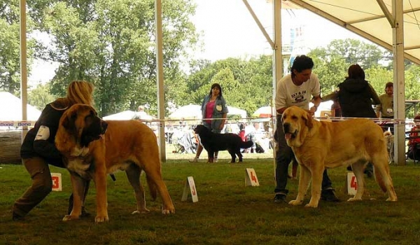 Aragon vom Eisinger Land - EXC.1, CAC, NATIONAL WINNER, BOB & Amie Con Fundo - Exc.1, CAC, NATIONAL WINNER - National Show,  Mlada Boleslav 19.07.2009
Aragon vom Eisinger Land (Arak z Kraje Sokolu x Luana vom Haus vom Steraldted)
Amie Con Fundo (Basil Mastifland x Historia Tornado Erben)
Keywords: 2009