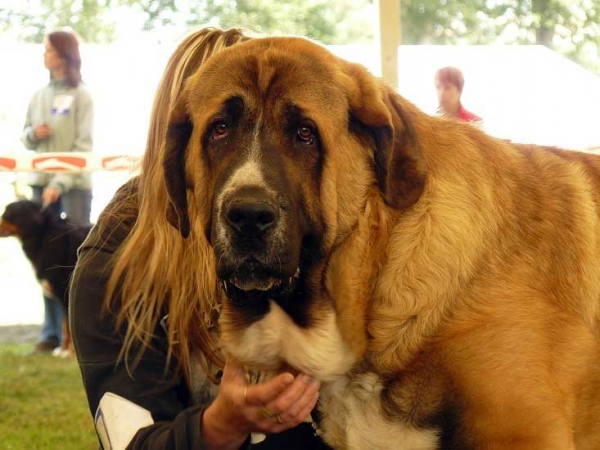 Aragon vom Eisinger Land - EXC.1, CAC, NATIONAL WINNER, BOB - National Show, Mlada Boleslav 19.07.2009
(Arak z Kraje Sokolu x Luana vom Haus vom Steraldted)
Keywords: 2009 sokol head portrait cabeza