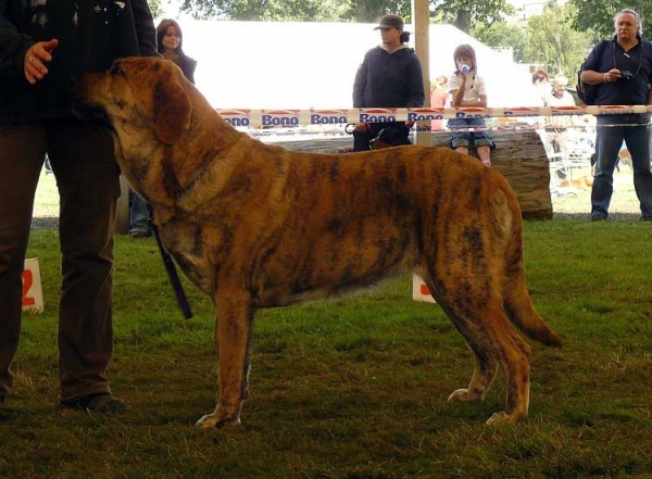 Chanel Zaark Mastibe: Exc.2, res.CAC - Open Class Females, National Show, Mlada Boleslav, 19.07.2009 
(Arak z Kraje Sokolu x Amiga Zazi Bis Mastibe)
Keywords: 2009 mastibe