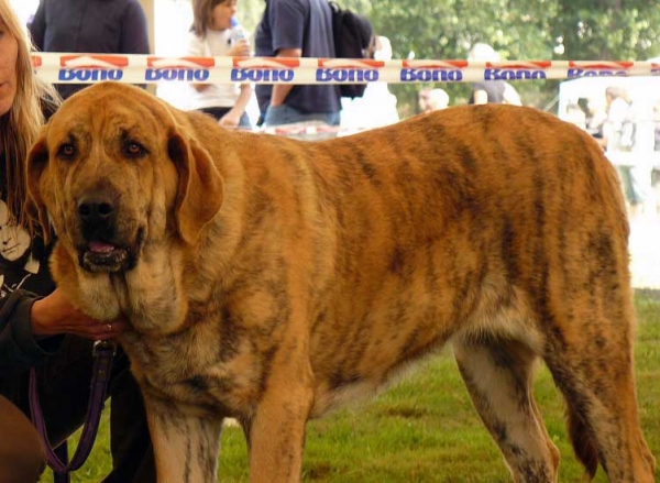 Chanel Zaark Mastibe: Exc.2, res.CAC - Open Class Females, National Show, Mlada Boleslav, 19.07.2009 
Arak z Kraje Sokolu x Amiga Zazi Bis Mastibe)
Keywords: 2009 mastibe