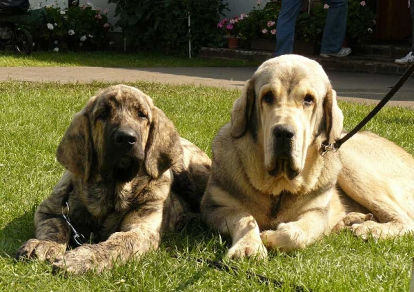 Marco Goner Mastibe: Very promising 1 (Baby Class Males) & Rebelle Tornado Erben: Exc.1, CAJC, Best junior (Young Class Females) - National Show, Mlada Boleslav 19.07.2009
Marco Goner Mastibe (Neron de Laciana x Goya Mastibe)
Rebelle Tornado Erben (Caruso x Linda Tornado Erben)
Keywords: 2009