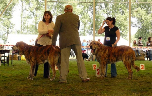 Quanto Tornado Erben: Exc.1 & Querido Nilo Tornado Erben: VG2 - Young Class Males, National Show, Mlada Boleslav 19.07.2009
Quanto Tornado Erben (Nilo de Campollano x Eleonore Ludareva)
Querido Nilo Tornado Erben (Nilo de Campollano x Eleonore Ludareva)

Keywords: 2009 tornado