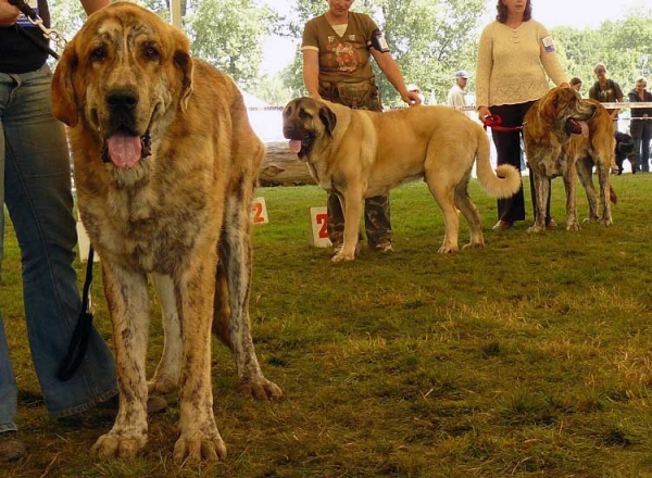 Querido Nilo Tornado Erben: VG2, Charon z Kraje Sokolu: VG3 & Quanto Tornado Erben: Exc.1 - Young Class Males, National Show, Mlada Boleslav 19.07.2009
Charon z Kraje Sokolu (Amigo Zeus Bis Mastibe x Feimi z Kraje Sokolu)
Quanto Tornado Erben (Nilo de Campollano x Eleonore Ludareva)
Querido Nilo Tornado Erben (Nilo de Campollano x Eleonore Ludareva)
Keywords: 2009