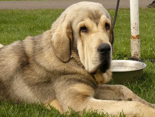 Rebelle Tornado Erben: Exc.1, CAJC, Best junior - Young Class Females, National Show, Mlada Boleslav 19.07.2009
(Caruso x Linda Tornado Erben)
Keywords: 2009 tornado head portrait cabeza