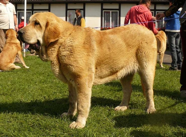 Sofia Sol Tornado Erben: Very promising 1 - Puppy Class Females, National Show, Mlada Boleslav 19.07.09
(Druso de la Aljabara x Lois Tornado Erben)
Keywords: 2009 tornado