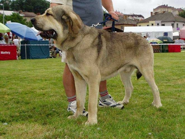 Freon z Kraje Sokolu - Excellent 1 - Intermediate Class Males, National show Mlada Boleslav 22.07.2007
Keywords: 2007 sokol