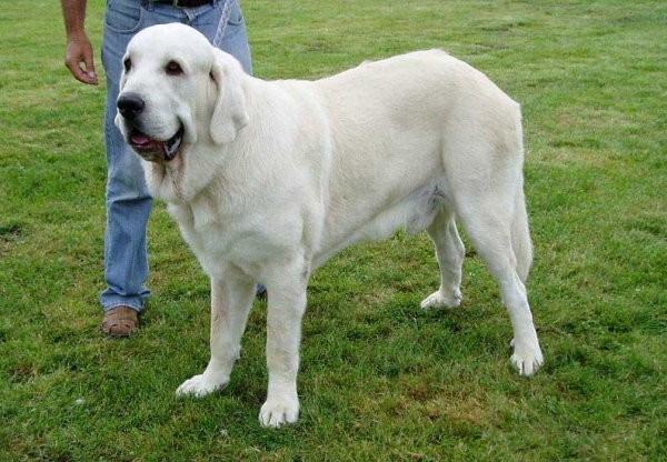 Waku de Lunava - Very Good 2 - Intermediate Class Males, National show Mlada Boleslaw 22.07.2007
Keywords: 2007 mendrica lunava