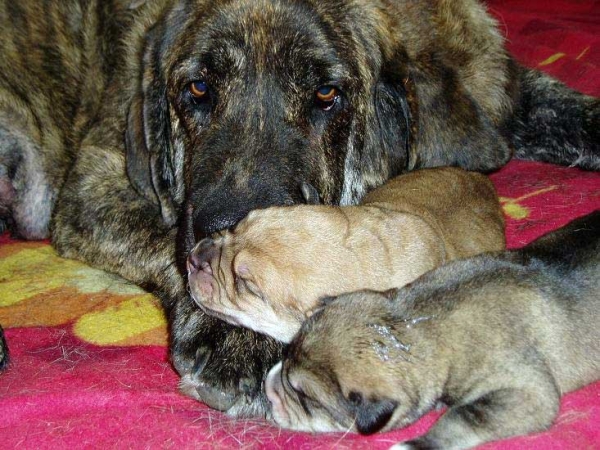 Elsa Tornado Erben & her 2 puppies - born 22.07.07
Ich. Sultan x Elsa Tornado Erben 
22.07.2007 

Keywords: puppyczech puppy cachorro