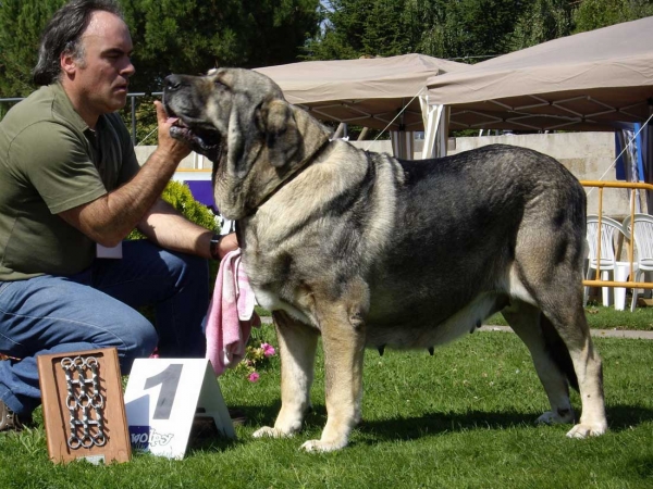 Ch. Oda de Valdejera: Exc. 1 - Champion Class Females, XXVII Monográfica AEPME, 15.09.2007
(Ch. Cañón de Fuente Mimbre x Selva) 
Born: 08.08.2003 
Keywords: 2007 valdejera