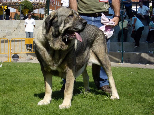 Ch. Oda de Valdejera: Exc. 1 - Champion Class Females, XXVII Monográfica AEPME, 15.09.2007
(Ch. Cañón de Fuente Mimbre x Selva)
Born: 08.08.2003  
Keywords: 2007 valdejera