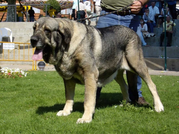 Ch. Oda de Valdejera: Exc. 1 - Champion Class Females, XXVII Monográfica AEPME, 15.09.2007
(Ch. Cañón de Fuente Mimbre x Selva) 
Born: 08.08.2003 
Keywords: 2007 valdejera