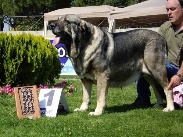 Ch. Oda de Valdejera: Exc. 1 - Champion Class Females, XXVII Monográfica AEPME, 15.09.2007
(Ch. Cañón de Fuente Mimbre x Selva) 
Born: 08.08.2003 
Keywords: 2007 valdejera