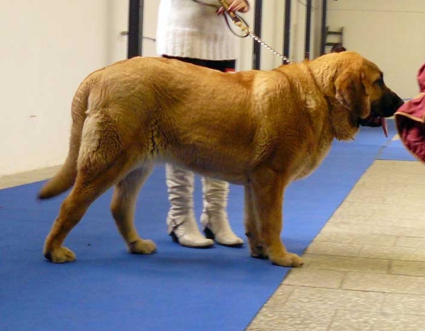 Cheer z Kraje Sokolu: very promising 1 - Puppy Class Females, National Show, Olomouc, 10.01.2009
Born 14.05.2008

Keywords: 2009 sokol