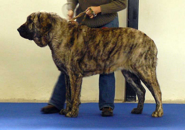 Holly Mastibe: Excellent 1, CAC - Open Class Females, National Show, Olomouc, 10.01.2009
Born 03.07.2006
Keywords: 2009 mastibe