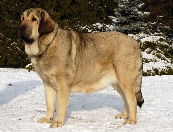 Linda Tornado Erben: - Excellent 1, CAC, National Winner, BOB, Winner Class Females, National Show, Olomouc, 10.01.2009
Born 13.12. 2006
(Photo not from the show)
Keywords: 2009 tornado snow nieve