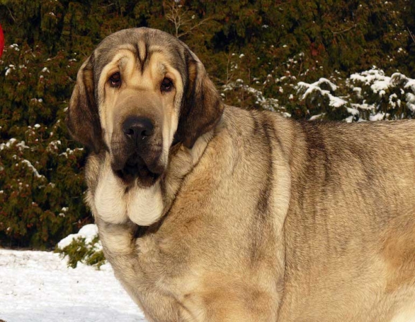 Linda Tornado Erben: - Excellent 1, CAC, National Winner, BOB, Winner Class Females, National Show, Olomouc, 10.01.2009
Born 13.12. 2006
(Photo not from the show)
Keywords: 2009 tornado