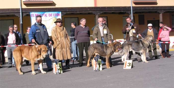 2º - Pecho de la Vicheriza, 1º Truhan de Cueto Negro, 3º Pollero - Open Class Males - Mansilla de las Mulas, Leon, 07.11. 2004
Pecho de la Vicheriza, owner: Cándido Rodríguez
Truhan de Cueto Negro, owner: Agustín Fernández
Pollero, owner: Tiburcio A. Fernandez  

Keywords: 2004