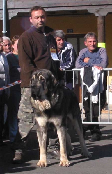 Pollero - Open Class Males - Mansilla de las Mulas, Leon, 07.11. 2004
(Ch. Ulises de Babia x Serrana) 
Breeder: Moises Oslé 
Owner: Tiburcio A. Fernández  

Kľúčové slová: 2004