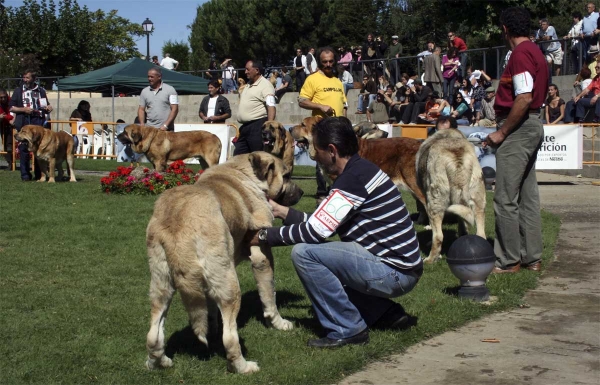 Roble de Vega del Río Miera: EXC - Open Class Males, XXVIII Monográfica AEPME 13.09.08 
(Sansón x Marca) - born: 12.07.2006
Keywords: 2008