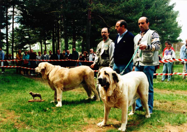 Nalón de Ablanera & Ambra de Ribayon - Winners Open Class, Camposagrado, León 1999
Keywords: 1999