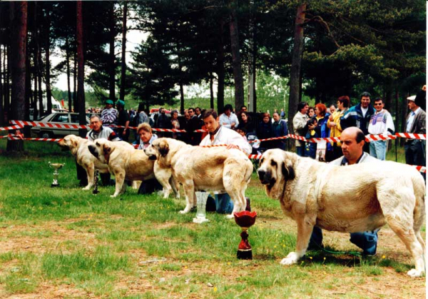Right to left: 1ª Ambra de Ribayon, 2ª Sombra de Ribayon, 3ª Duquesa de Autocan, 4ª ? - Winners Open Class Females, Camposagrado, León 1999
Nøkkelord: 1999
