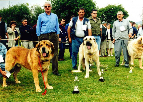 1º Sultan (Vicheriza), 2º Remo (Cueto Negro), 3º Poli de las Cañadas - Open Class Males, Prioro, León 27.06.1999 


Keywords: 1999