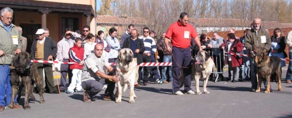 Open Class Males - Mansilla de las Mulas, Leon, 07.11. 2004
Keywords: 2004