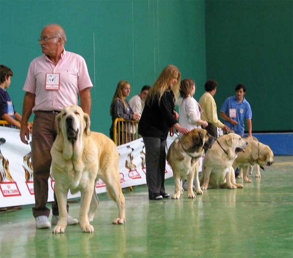 Open Class Females - XXV Monográfica AEPME 30.10.2005
Dama de Fontanar, Exc. 1, CAC, Best Female
Bosnia de la Tercia, Exc. 5
Osa de Valdejera, VG
Braña de Galisancho, Exc. 3  

Keywords: 2005