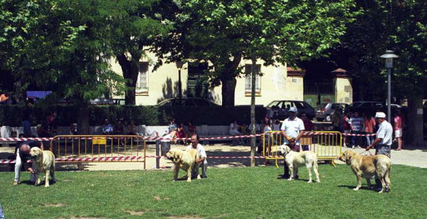 Open Class Females - Especial Razas Españolas, El Escorial, Madrid, 19.07.1998 
Keywords: 1998