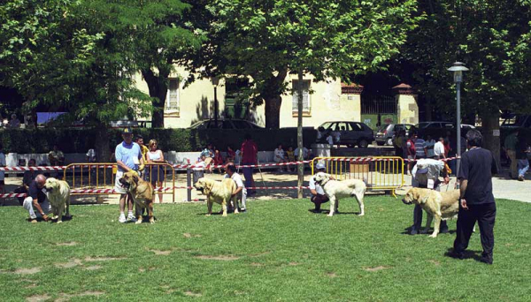 Open Class Females - Especial Razas Españolas, El Escorial, Madrid, 19.07.1998 
Keywords: 1998