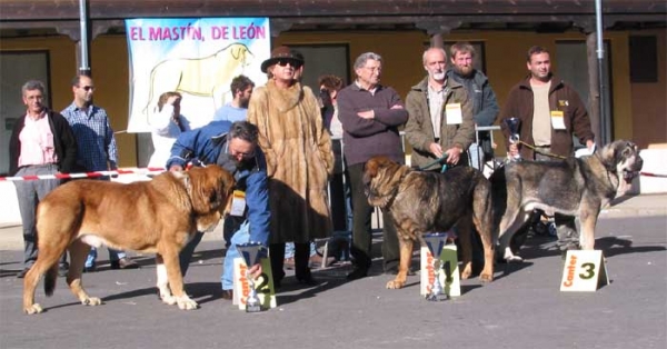 2º - Pecho de la Vicheriza, 1º Truhan de Cueto Nero, 3º Pollero - Open Class Males, Mansilla de las Mulas, Leon, 07.11. 2004
Pecho de la Vicheriza, owner: Cándido Rodríguez
Truhan de Cueto Negro, owner: Agustín Fernández
Pollero, owner: Tiburcio A. Fernandez  

Keywords: 2004