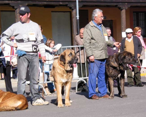 Open Class Males - Mansilla de las Mulas, Leon, 07.11. 2004
Keywords: 2004