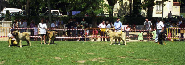 Pegaso de Autocan, Porrete dee l Mesto, Remo & Truman - Open Class Males, Especial Razas Españolas, El Escorial, Madrid, 19.07.1998 
Pegaso: (Opel x Dama-Robla de Autocan) Born: 19.07.1993 - Breeder & owner: Isidro García Suárez
Porrete: (Ras de Dacamyr x Diana de el Mesto) Born: 08.03.1996 - Breeder & owner: Antonio Cerrato Rodríguez
Remo: (Ch. Tigre x Dulce de Campollano) Born: 02.12.1995 - Breeder & owner: Luis Fernández Rabanal
Truman: (Ch. Tigre x Nuca) Born: 28.04.1993 - Breeder: Luis Rabanal, owner: Agustín
Keywords: 1998