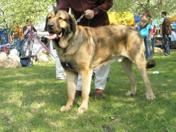 Bandos z Gorzyc - without valuation (did not show the teeth) - Intermediate Class Males,  International Show Opole, 27.04.2008
(Tino z Karolewka x Lendi z Karolewka)
Keywords: 2008