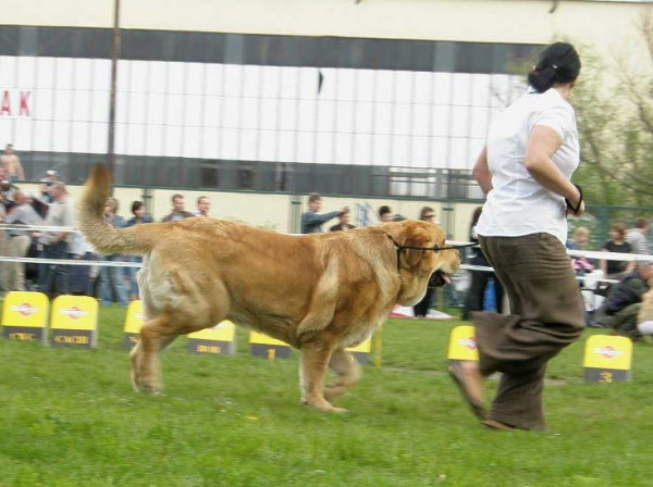 Enzo Lu Dareva - excellent 1, CWC, CACIB, Best male - Intremediate Class Males, International Show Opole, 27.04.2008
(Druso de la Aljabara x Franchesca Mastibe)
Keywords: 2008 ludareva