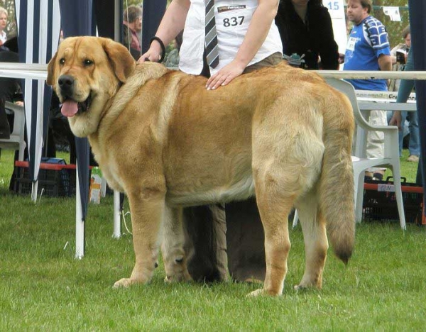 Enzo Lu Dareva - excellent 1, CWC, CACIB, Best male - Intermediate Class Males, International Show Opole, 27.04.2008
(Druso de la Aljabara x Franchesca Mastibe)
Keywords: 2008 ludarava