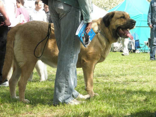 Hella z Doliny Czarnej Wody - very good 1 - Intermediate Class Females - International Show Opole, 27.04.2008 
(Druso de la Aljabara x Roza z Karolewka)
Keywords: 2008