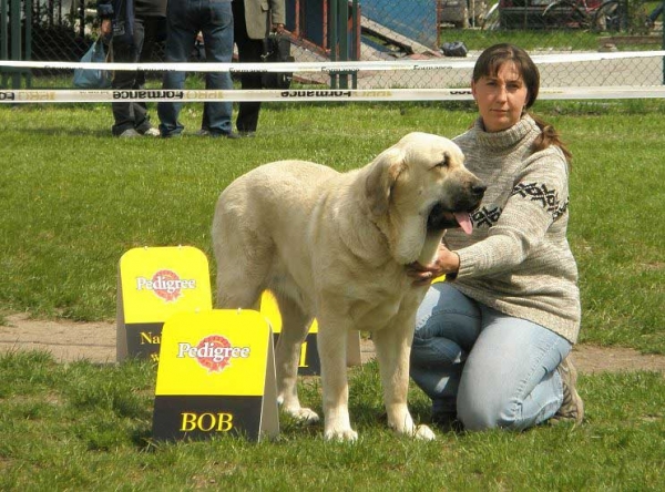 Lois Tornado Erben - excellent 1, CWC, CACIB, Best female, BOB - Open Class Females - International Show Opole, 27.04.2008
(Basil Mastifland x Florita Maja Tornado Erben)
Keywords: 2008 tornado